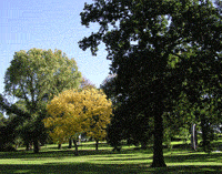 Парк, справа дуб, в центре желтый клен, ведь апрель - это середина осени