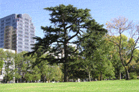 Парк, необычное хвойное дерево, представитель автралийской природы
