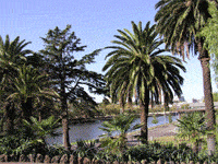 Пальмы ботанического сада на берегу Ярры
